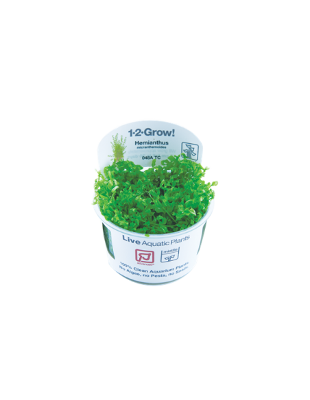 Hemianthus micranthemoides