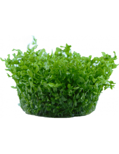 Hemianthus micranthemoides 2