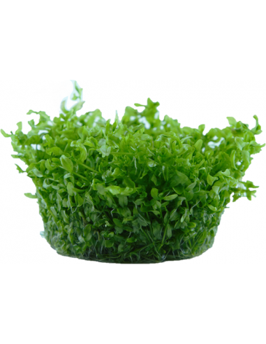 Hemianthus micranthemoides