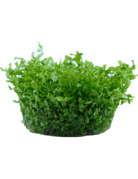 Hemianthus micranthemoides