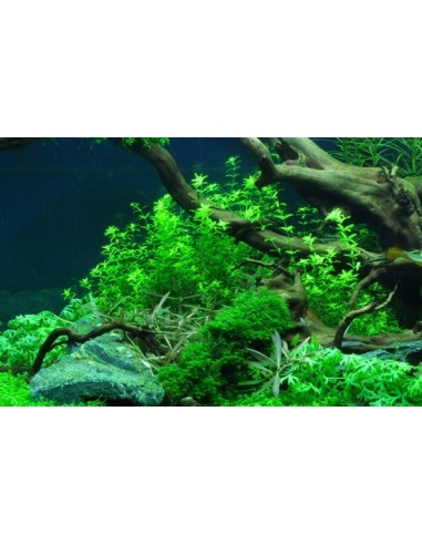 Hemianthus micranthemoides