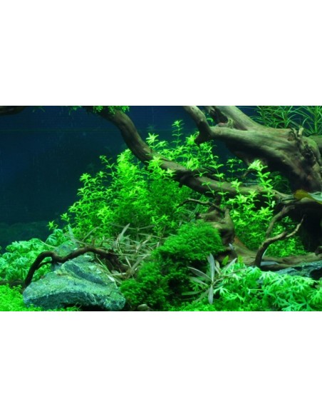 Hemianthus micranthemoides