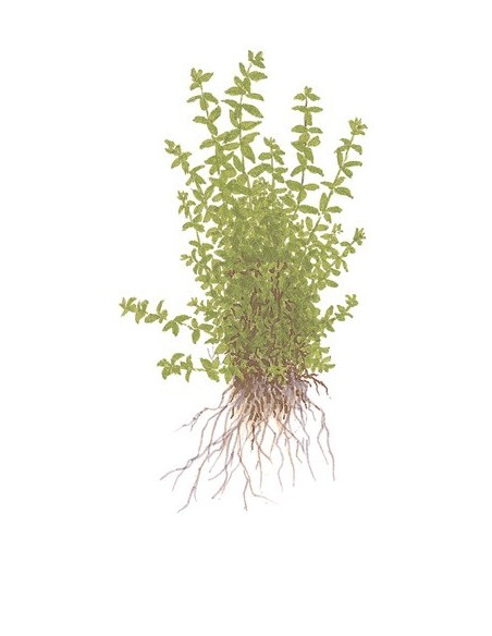 Hemianthus micranthemoides