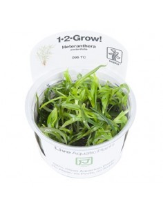 Heteranthera zosterifolia