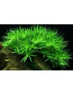 Heteranthera zosterifolia 2