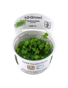 Hydrocotyle tripartita