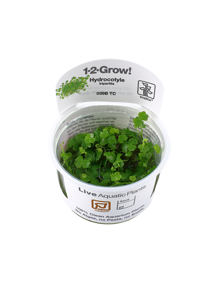 Hydrocotyle tripartita