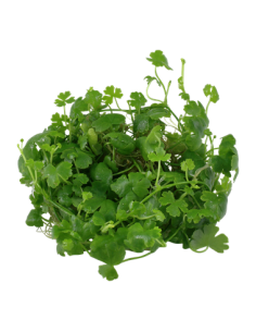 Hydrocotyle tripartita 2