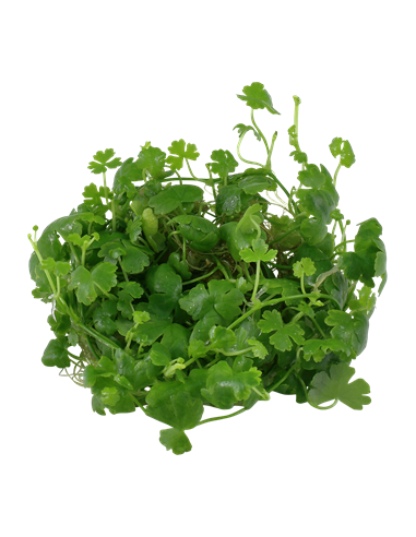 Hydrocotyle tripartita