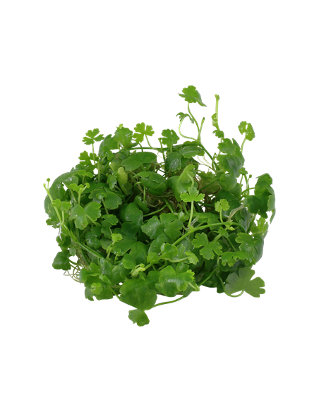 Hydrocotyle tripartita