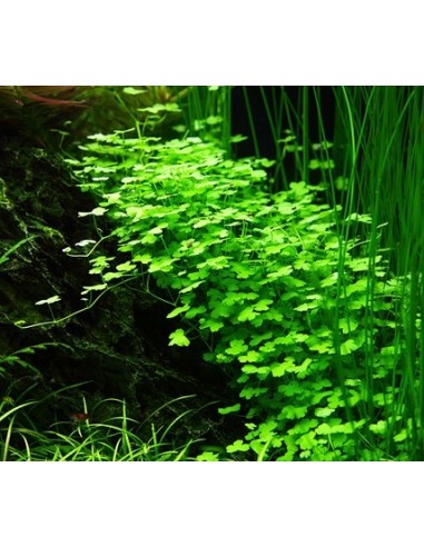 Hydrocotyle tripartita