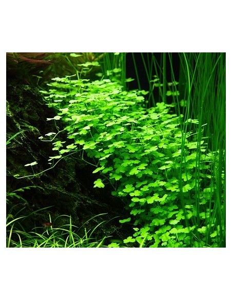 Hydrocotyle tripartita
