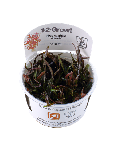 Hygrophila lancea 'Araguaia'