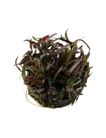 Hygrophila lancea 'Araguaia'