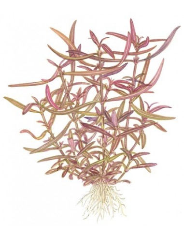 Hygrophila lancea 'Araguaia'