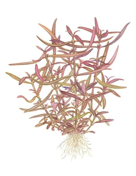 Hygrophila lancea 'Araguaia'