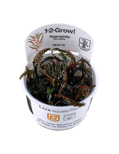 Hygrophila pinnatifida