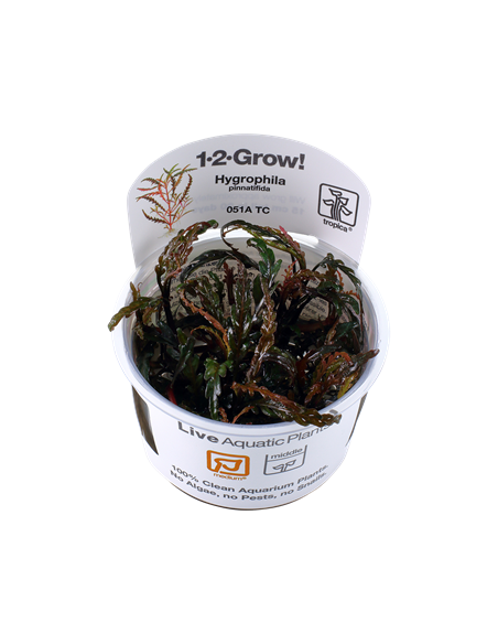 Hygrophila pinnatifida