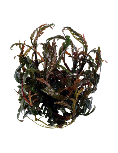 Hygrophila pinnatifida