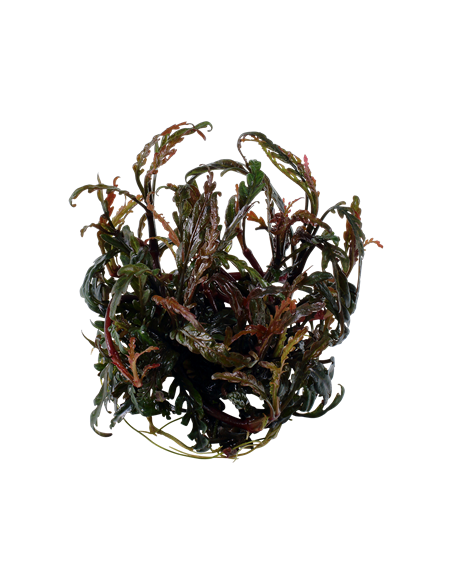 Hygrophila pinnatifida