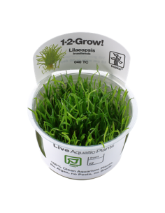 Lilaeopsis brasiliensis