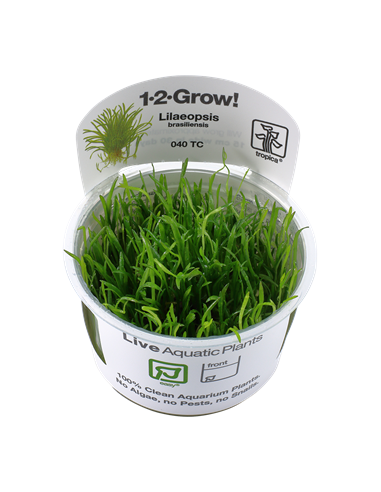 Lilaeopsis brasiliensis