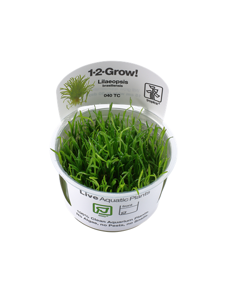 Lilaeopsis brasiliensis