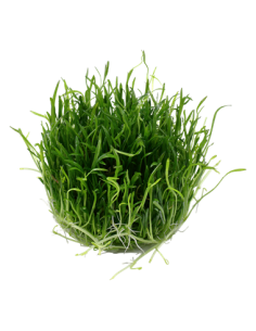 Lilaeopsis brasiliensis 2