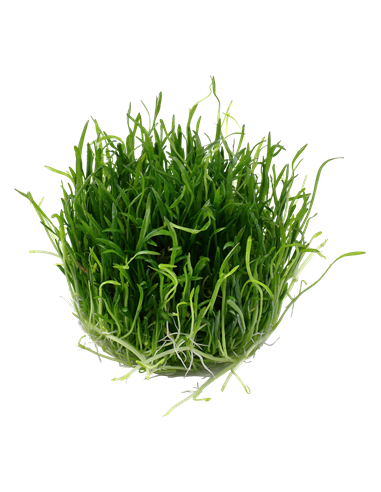 Lilaeopsis brasiliensis