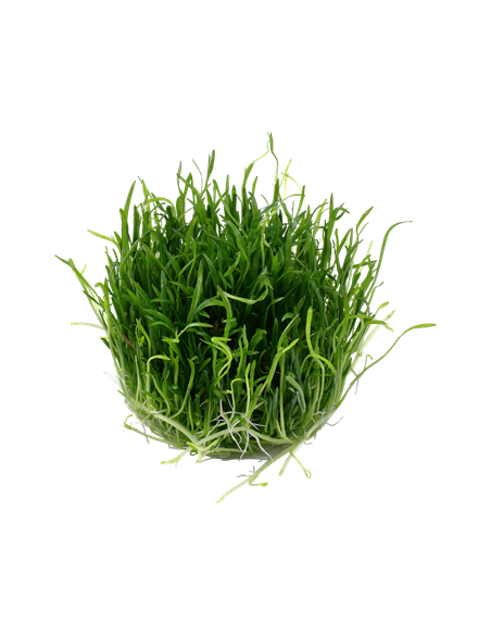 Lilaeopsis brasiliensis