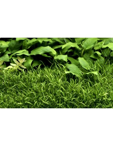 Lilaeopsis brasiliensis