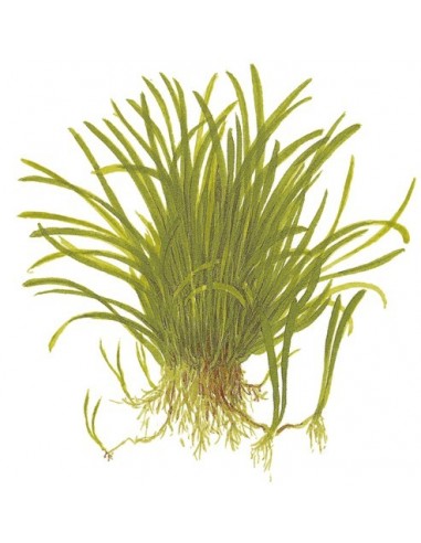 Lilaeopsis brasiliensis
