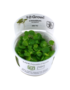 Limnobium laevigatum