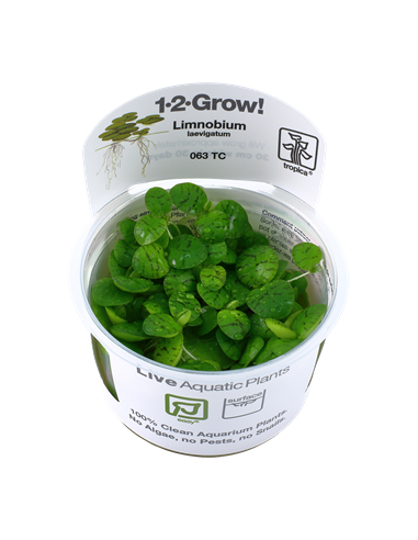 Limnobium laevigatum