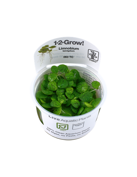 Limnobium laevigatum