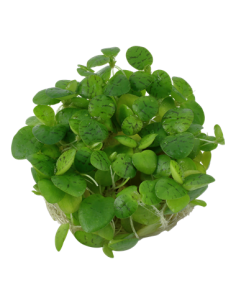 Limnobium laevigatum 2