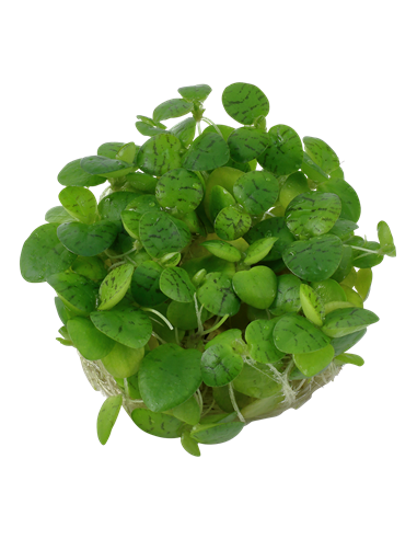 Limnobium laevigatum