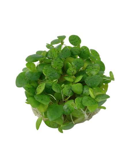 Limnobium laevigatum