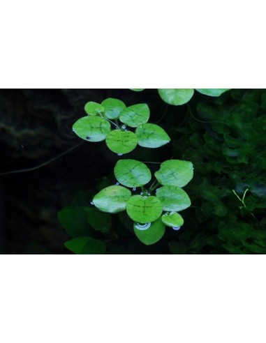 Limnobium laevigatum