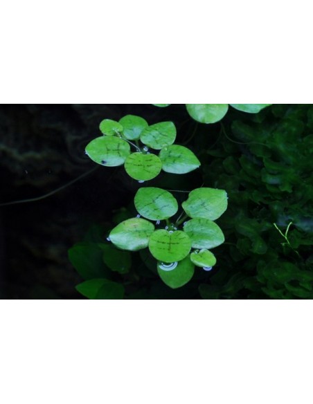 Limnobium laevigatum