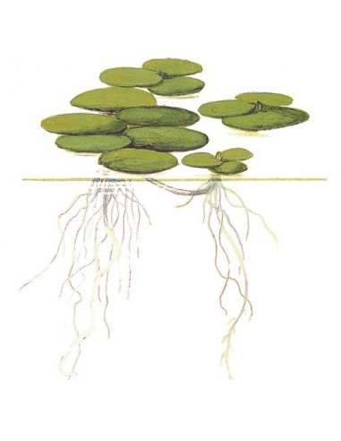 Limnobium laevigatum