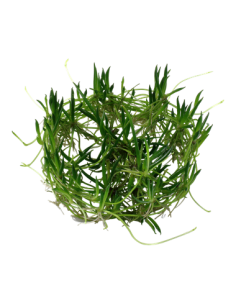 Littorella uniflora 2