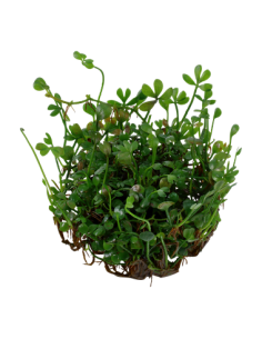 Marsilea crenata 2