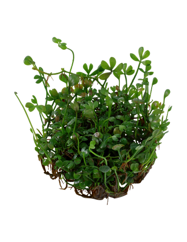 Marsilea crenata