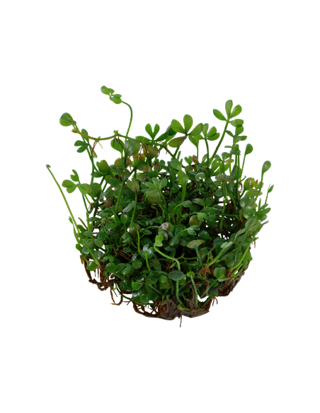 Marsilea crenata