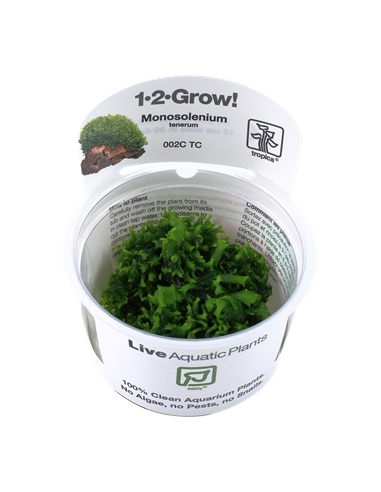 Monosolenium tenerum