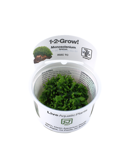 Monosolenium tenerum