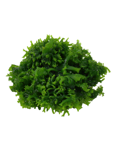 Monosolenium tenerum