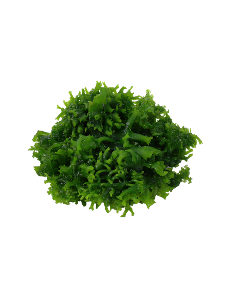 Monosolenium tenerum