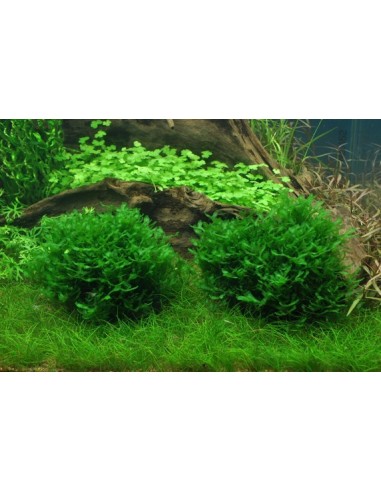 Monosolenium tenerum